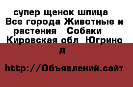 супер щенок шпица - Все города Животные и растения » Собаки   . Кировская обл.,Югрино д.